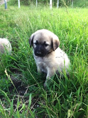 Cum de a apela un catelus fată labrador, catelusul meu Cum de a apela un catelus fată labrador, catelusul meu