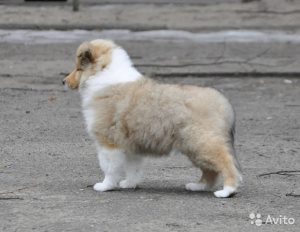Cum de a apela un catelus fată labrador, catelusul meu (toți membrii familiei) Cum de a apela un catelus fată labrador, catelusul meu