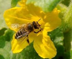 Cum castravete polenizate