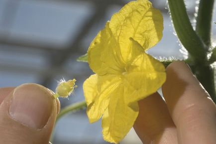 Cum de a poleniza castraveți la domiciliu, fără soiuri de polenizare și pcheloopyljaemogo ce să facă cu