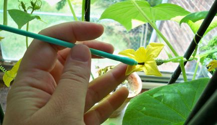 Cum să polenizeze castraveți în seră, castraveți polenizate-video, în seră - eteplitsa