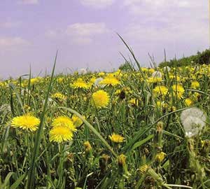 Cum se determină aciditatea solului asupra speciilor de plante