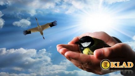 Cum să înțeleagă pasărea din mână este mai bună decât două în tufiș!