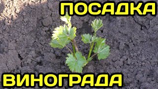 Ca primăvară struguri butași de plante (struguri) Cum de a planta butași de struguri în primăvara