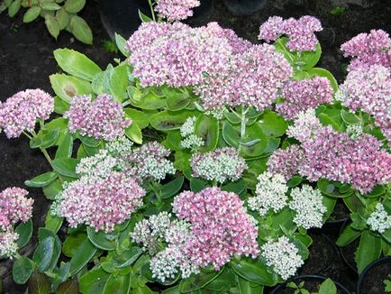 Cum să planteze și să aibă grijă de stonecrop (stonecrop) Cum să planteze și să aibă grijă de stonecrop