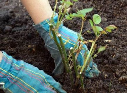Cum de a planta un trandafir din buchet, butași și răsaduri