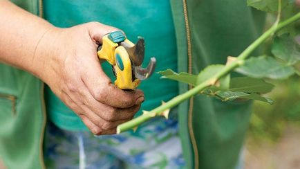 Cum de a planta un trandafir de la butași în sol deschis regulile de bază