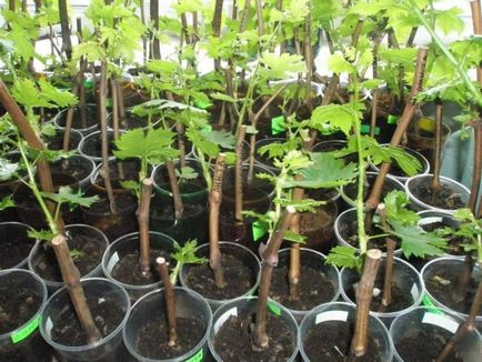 Cum de a planta viță de vie de la butași, în toamna - cultivarea de butași de struguri