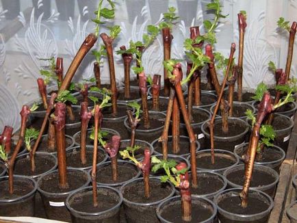 Cum de a planta viță de vie de la butași, în toamna - cultivarea de butași de struguri