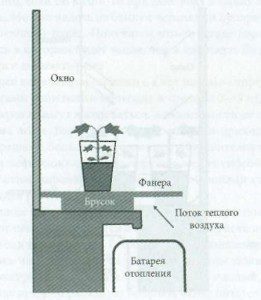 Cum de a planta butași de struguri de la domiciliu propagate prin butași rasinoase