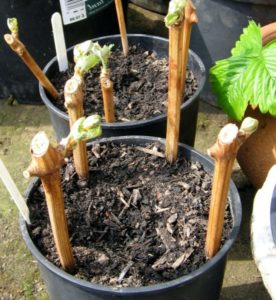 Cum de a planta butași de struguri de la domiciliu propagate prin butași rasinoase