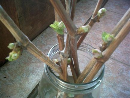 Cum de a planta viță de vie din butași în primăvară de la butași