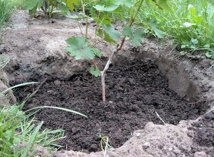 Cum de a planta viță de vie în răsaduri de primăvară și butași