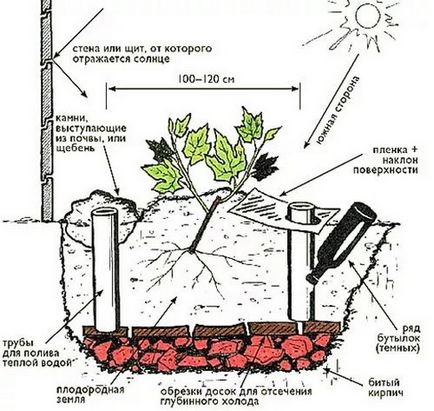 Cum de a planta viță de vie în răsaduri de primăvară și butași