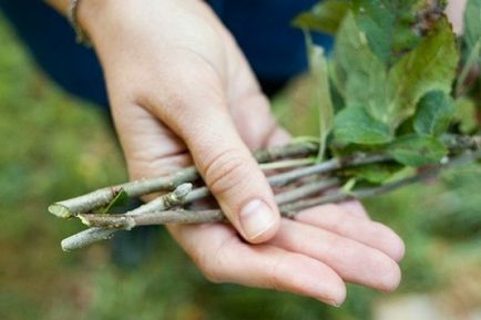 Cum să planteze o pară pe măr în primăvara