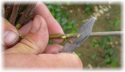 Cum să planteze o pară - un sfat bun de la grădinari