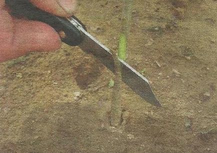 Cum să planteze o pară - Garden Siberia
