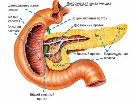 Cum pancreasul la om