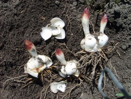 Lily răsaduri de primăvară și de a reproduce cultivar dorit (tip) painlessly