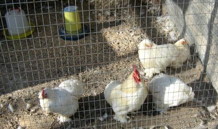 Cum să se înmulțească puii de găină din coteț la aprovizionarea cu alimente