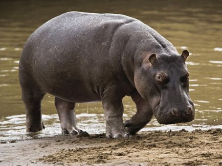 Cum să elaboreze un hipopotam 1