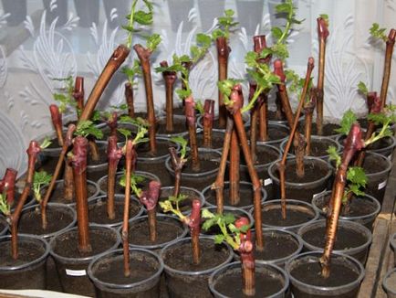 Cum de a planta viță de vie din butași în primăvară la domiciliu
