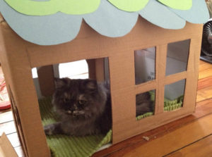 Cum sa faci o casa pentru pisica din cutie și care sunt beneficiile sale