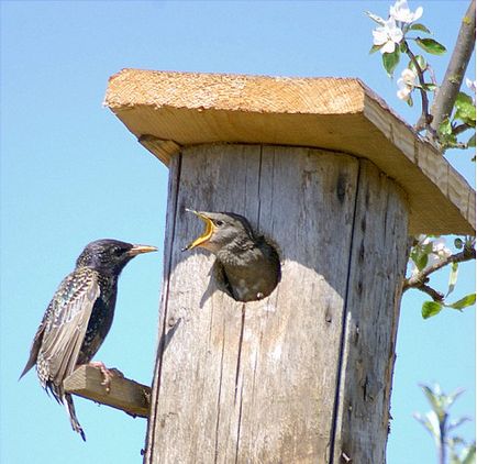 Cum sa faci o Birdhouse, instrucțiuni pas cu pas și desene