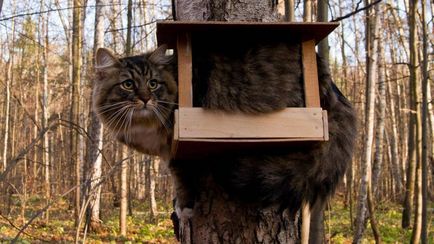 Cum sa faci o Birdhouse cu mâinile lor desen imagine (desen) Cum sa faci o Birdhouse cu mâinile lor de desen, fotografie
