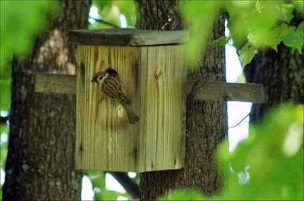 Cum sa faci o Birdhouse propriile sale mâini - instrucțiuni pas cu pas