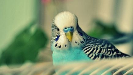 Cum să aibă grijă de papagali în casă, lovebirds