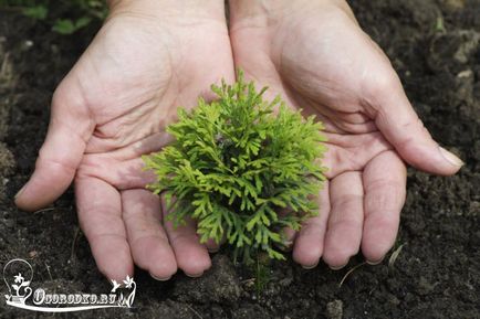 Cum să aibă grijă de Tusi în grădină, așa că era luxuriantă și verde, dachasadovoda