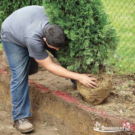 Cum să aibă grijă de Tusi în grădină, așa că era luxuriantă și verde, dachasadovoda