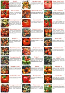 Cum de a alege tomate bune toate secretele