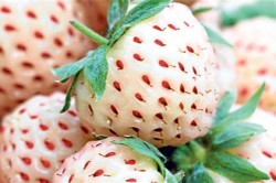 Cum să crească căpșuni din țară și de plantare de udare caracteristici