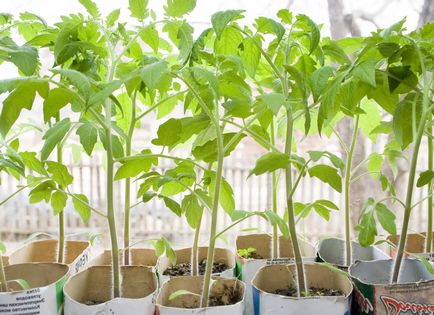 Cum să crească răsaduri de culturi de tomate, scrima, tehnologie de irigare și îngrășăminte