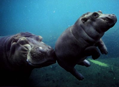Poze pentru Hippo copii