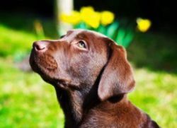 Poreclele pentru câini Labrador
