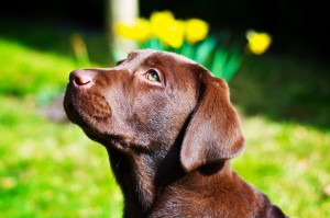 Poreclele pentru câini labradori băieți (bărbați) și fete, un nume pentru un labrador negru catelus