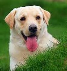 Pseudonimele de câini nume pentru Labrador retriever - rasă de câini