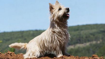 Pseudonimele de câini nume pentru Labrador retriever - rasă de câini