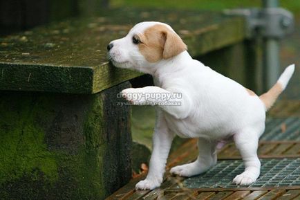 Labrador câini poreclele și semnificația lor