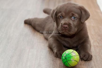 Labrador câini poreclele și semnificația lor