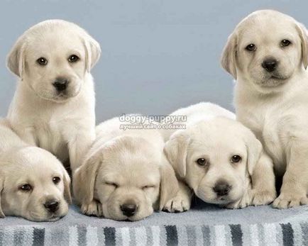 Poreclele de câini Labradorii și semnificația lor - faună