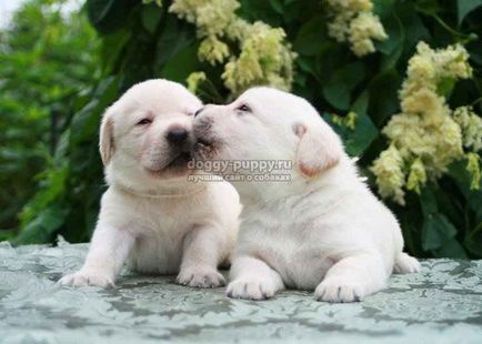 Poreclele de câini Labradorii și semnificația lor - faună