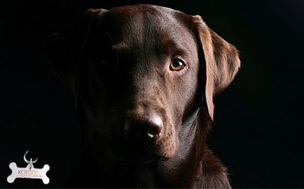 Poreclele de câini Labradorii pentru a apela Labrador