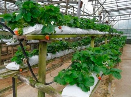 Strawberry Business - 4 moduri de cultivare profitabile de căpșuni (2017)