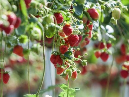 Strawberry în timpul anului cu efect de seră ca o tehnologie de afaceri, plan de afaceri