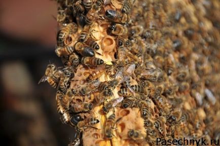 Când albinele roiesc perioadă a semnelor și a cauzelor roire