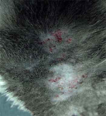 dermatită miliară felin